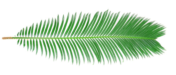 Green leaf of sago palm tree isolated on white - obrazy, fototapety, plakaty