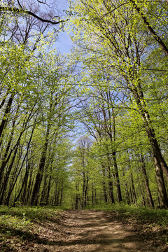 Green forest on a sunny day.