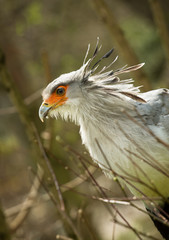 Secretarybird profile