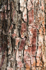 Macro of a brown bark of tree