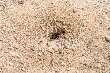 Ants Building Nest In Ground