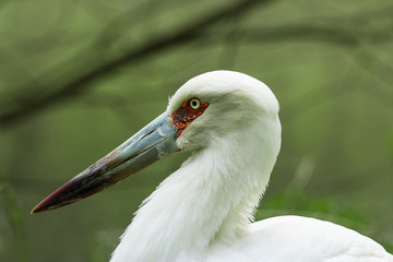 Maguari Stork closeup