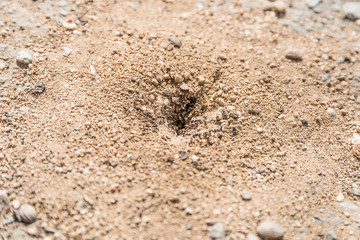 Ants Building Nest In Ground