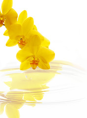 yellow orchid flowers in water
