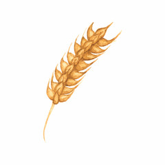 Watercolor ear of wheat on the white background, aquarelle