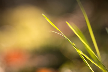 Grashalme im Sonnenlicht