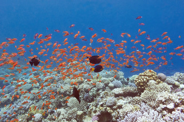Fototapeta na wymiar coral reef with fishes anthias in tropical sea, underwater