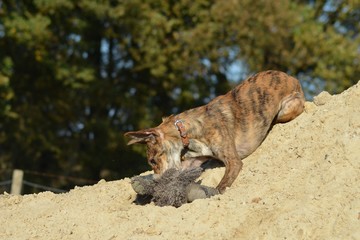Windhund Welpe mit Plüschtier