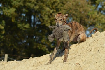 Windhund Welpe mit Plüschtier