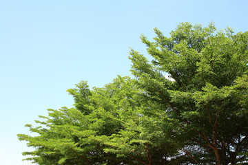 Green tree