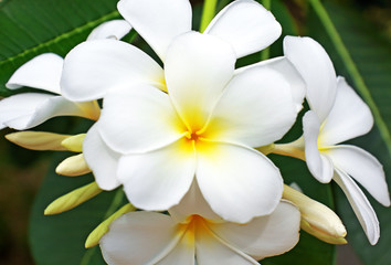 Fototapeta na wymiar beautiful white frangipani flowers