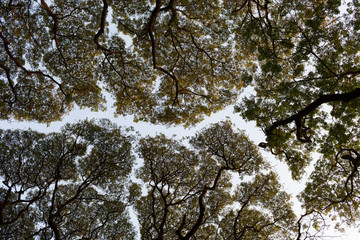 India, Cochin rivière de branches 2719