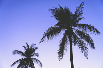 Fototapeta na wymiar Silhouette palm tree