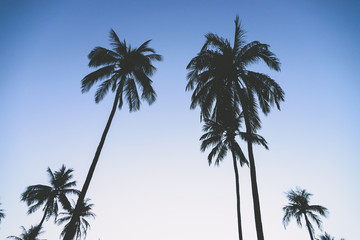 Silhouette palm tree