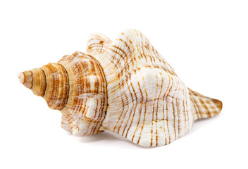 seashell isolated on a white