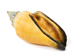 seashell on a white background