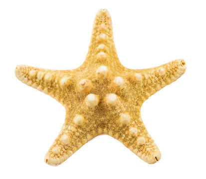 starfish  on a white background