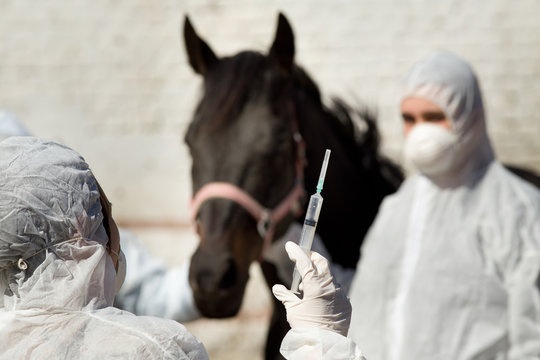 Horse Vaccination