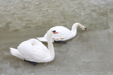 Swans on the lake in the spring