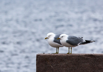 Seagulls