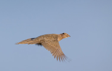 Pheasant hen flying