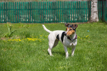 Jack Russell Terrier on a lawn