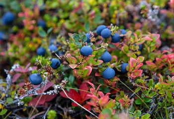 Blueberry on the tundra
