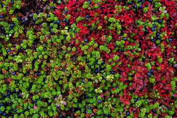 Berries in the tundra