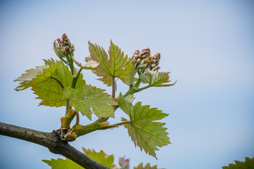 Germogli di foglie di vite
