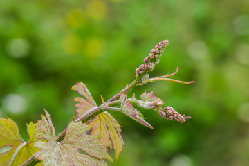 Germogli di foglie di vite