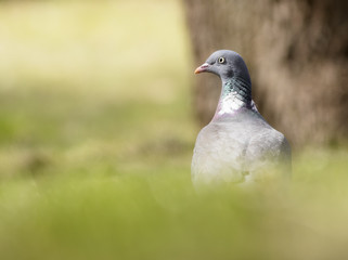 Woodpigeon