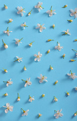 white cherry blossoms