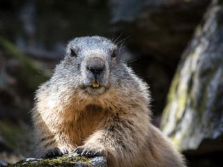 marmotta attenta
