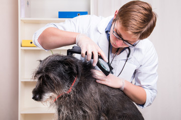 Vet examines the dog's hair and looking for parasites