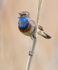 Bluethroat singing on the stalk