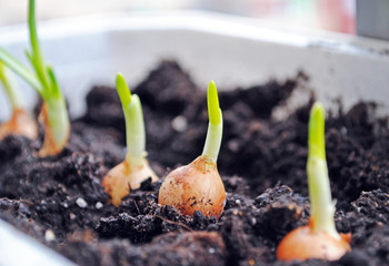 Cultivation of green onions seedlings