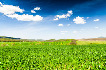 Obraz premium green field and blue sky