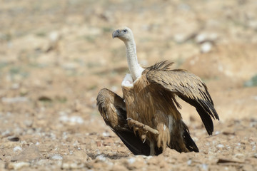 Griffon vulture threatening on the ground.