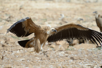 Griffon vulture threatening on the ground.