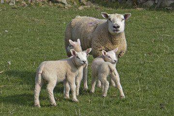 Naklejka na ściany i meble Ewe sheep and three newborn lambs
