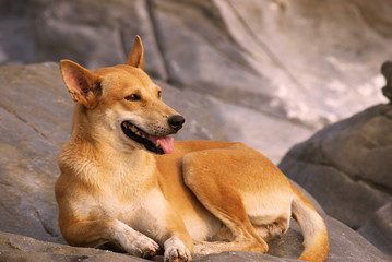 Dog lying on the rocks