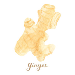 Watercolor ginger on the white background, aquarelle.  Vector