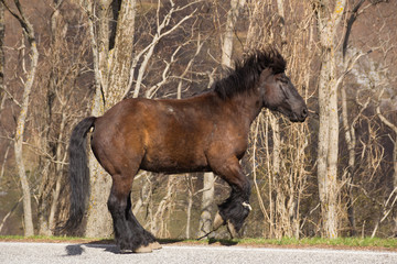 Cavallo al galoppo © Buffy1982