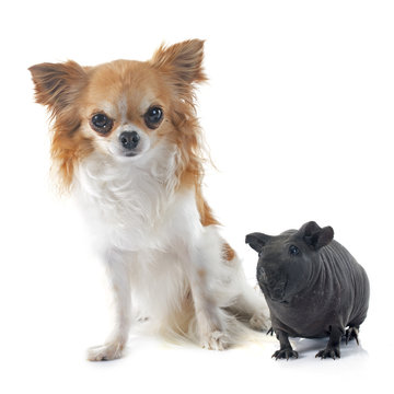 Hairless Guinea Pig And Chihuahua