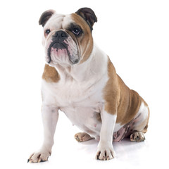 english bulldog