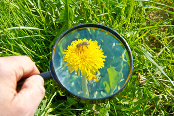 Mann mit Lupe untersucht Blume und Biene