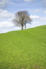 Obraz premium leafless tree