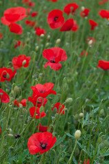 Red poppie anemone field