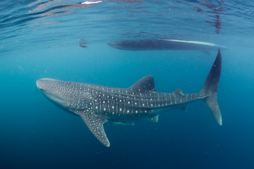 Naklejka premium Whale Shark close up underwater portrait