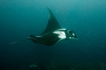 Manta underwater close up portrait while diving